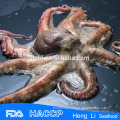 Gefrorene Octopus, Octopus Vulgaris, Octopus Ocellatus